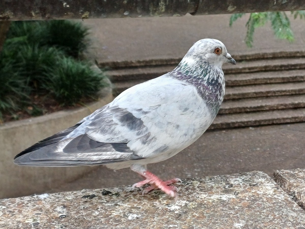 Piccione domestico - ML646166824