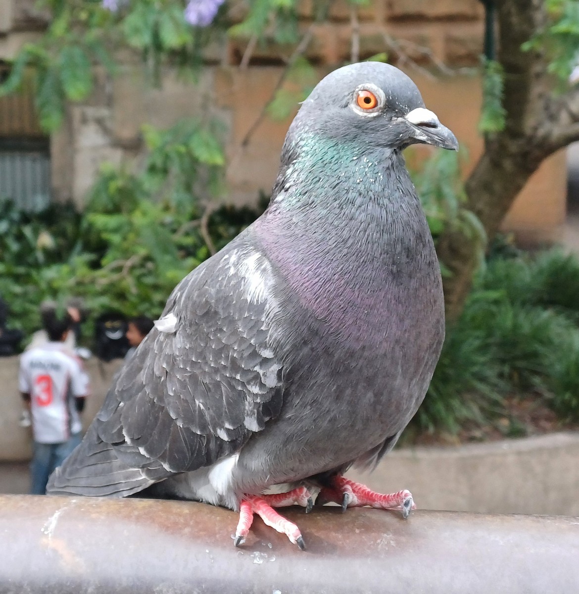 Piccione domestico - ML646166825