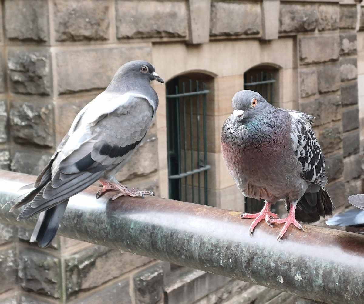 Piccione domestico - ML646166826