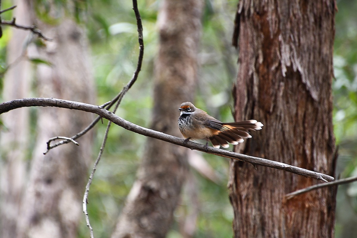 Australian Rufous Fantail - ML646166831