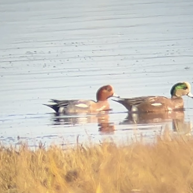 Eurasian Wigeon - ML646166832