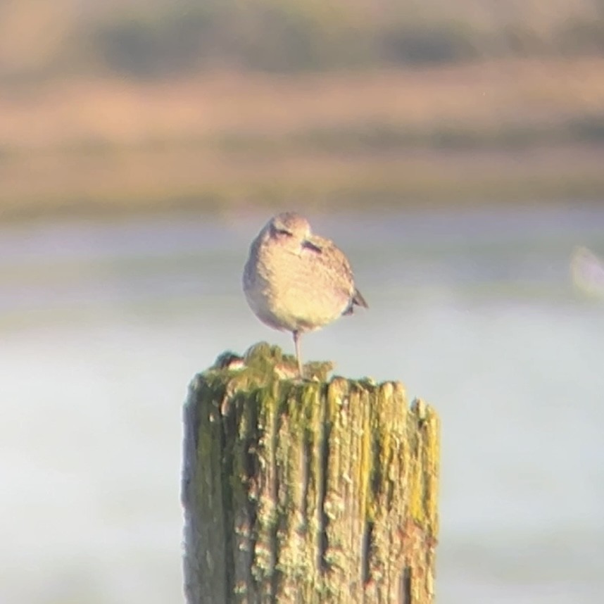 Black-bellied Plover - ML646166833