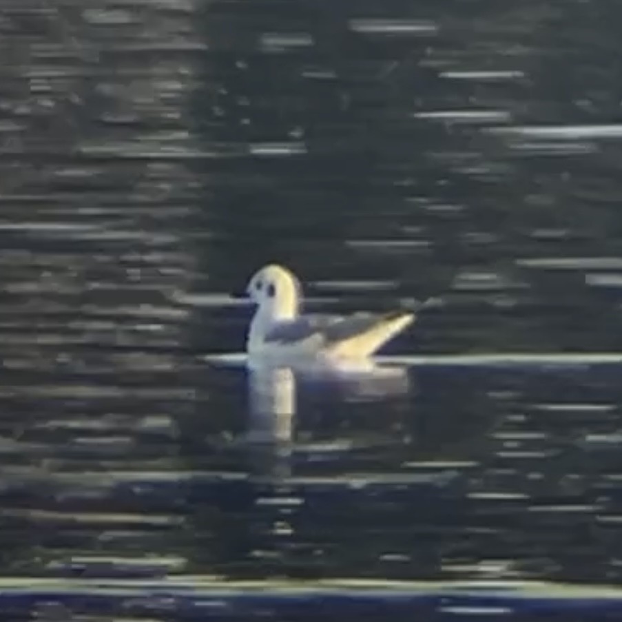 Bonaparte's Gull - ML646166837