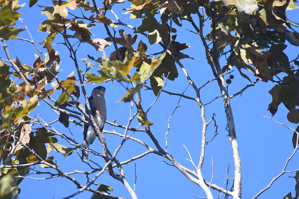 Gavilán de Cooper - ML646166838