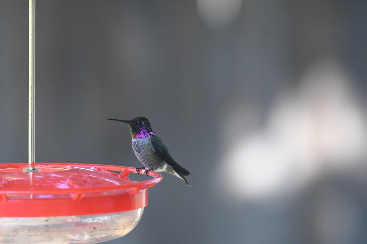 Colibrí de Anna - ML646166839