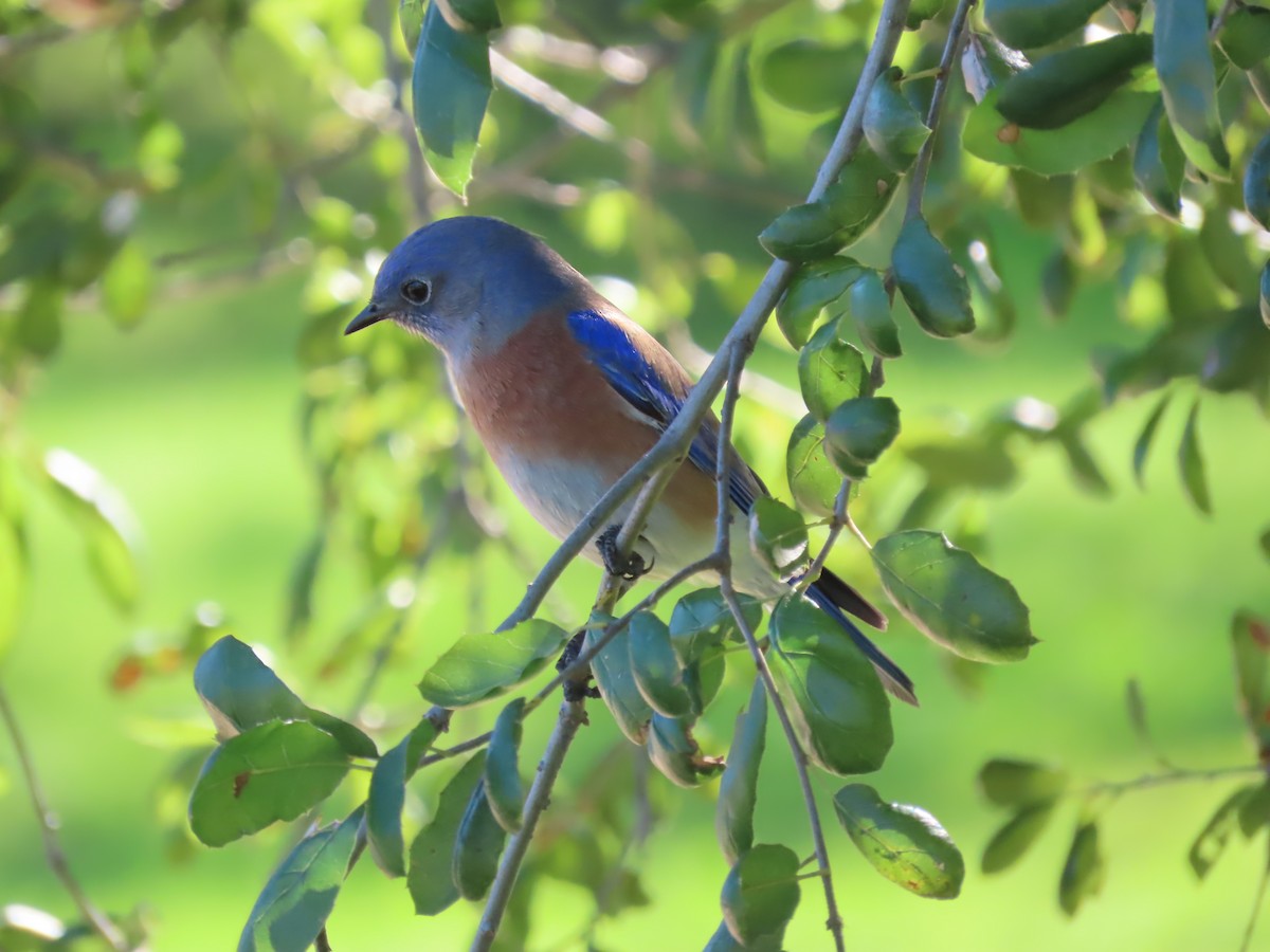 Western Bluebird - ML646166849