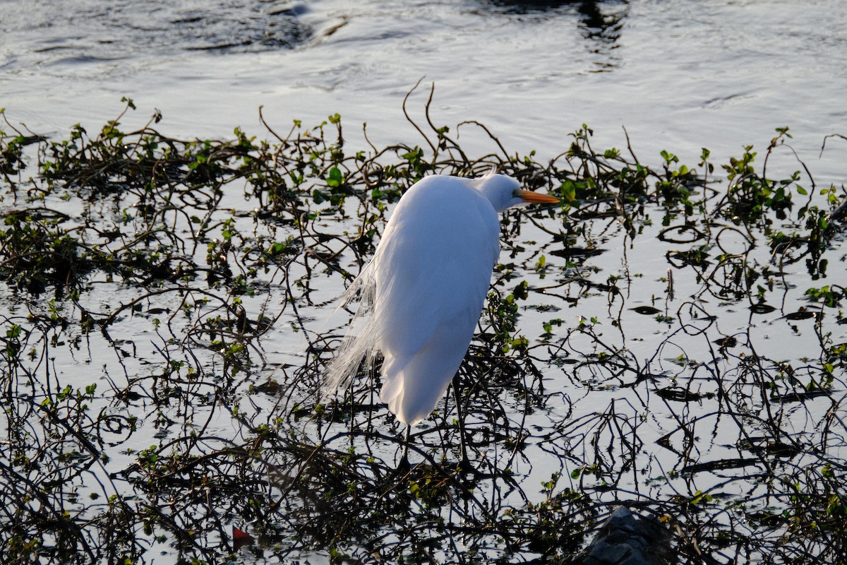 volavka bílá - ML646166854