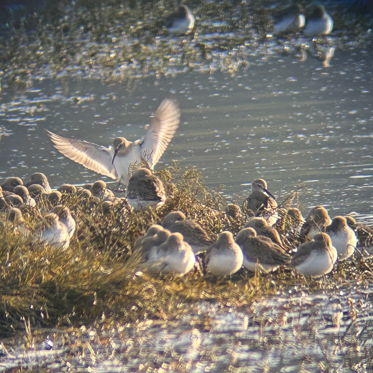 Dunlin - ML646166860