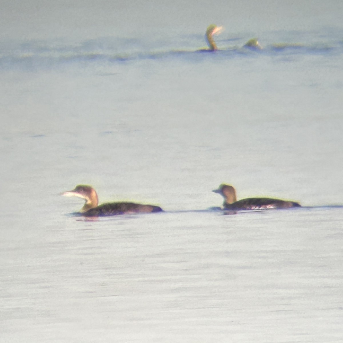 Common Loon - ML646166863