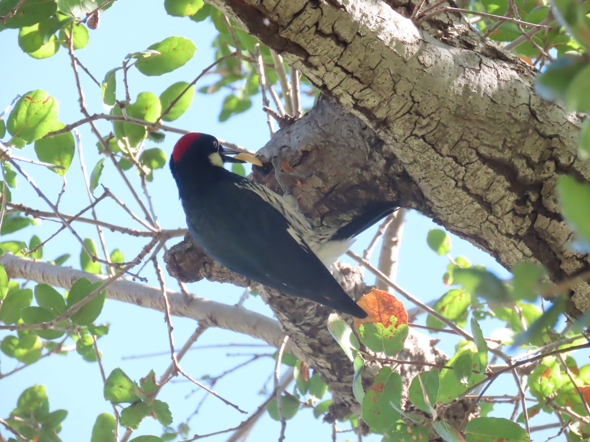 Acorn Woodpecker - ML646166866