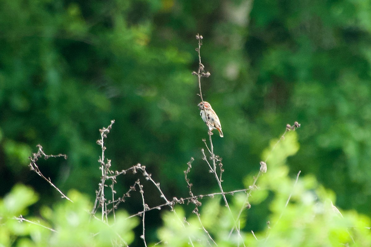 Zanzibar Red Bishop - ML646166874