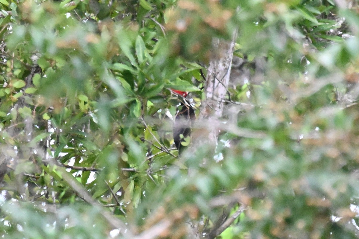 Crimson-crested Woodpecker - ML646166880