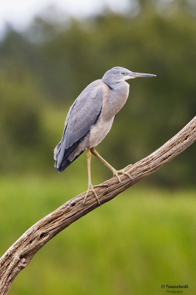 White-faced Heron - ML646166882