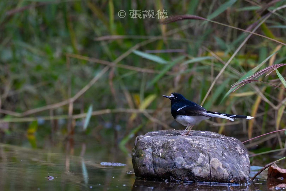 Weißscheitel-Scherenschwanz - ML646166898