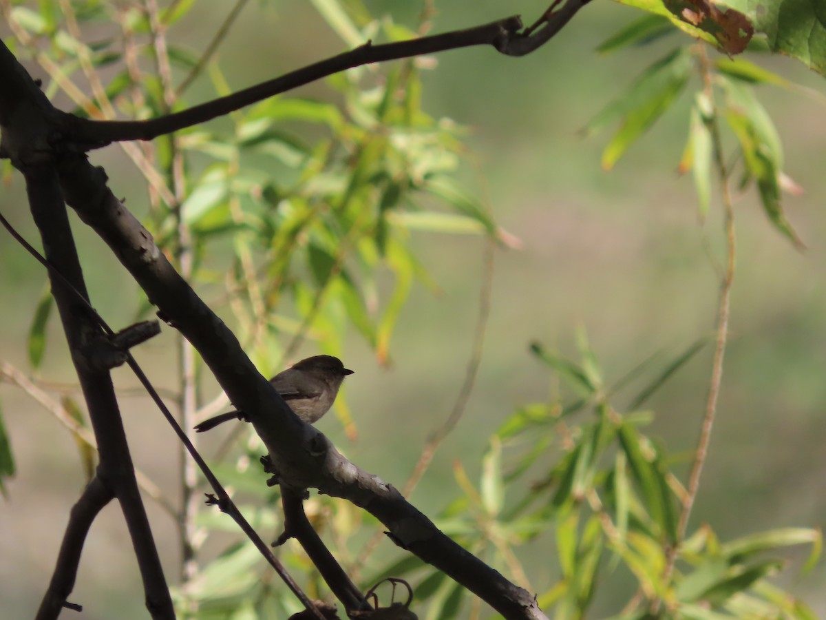 Bushtit - ML646166899