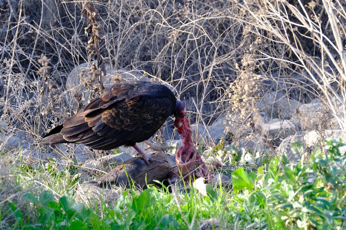 Urubu à tête rouge - ML646166900