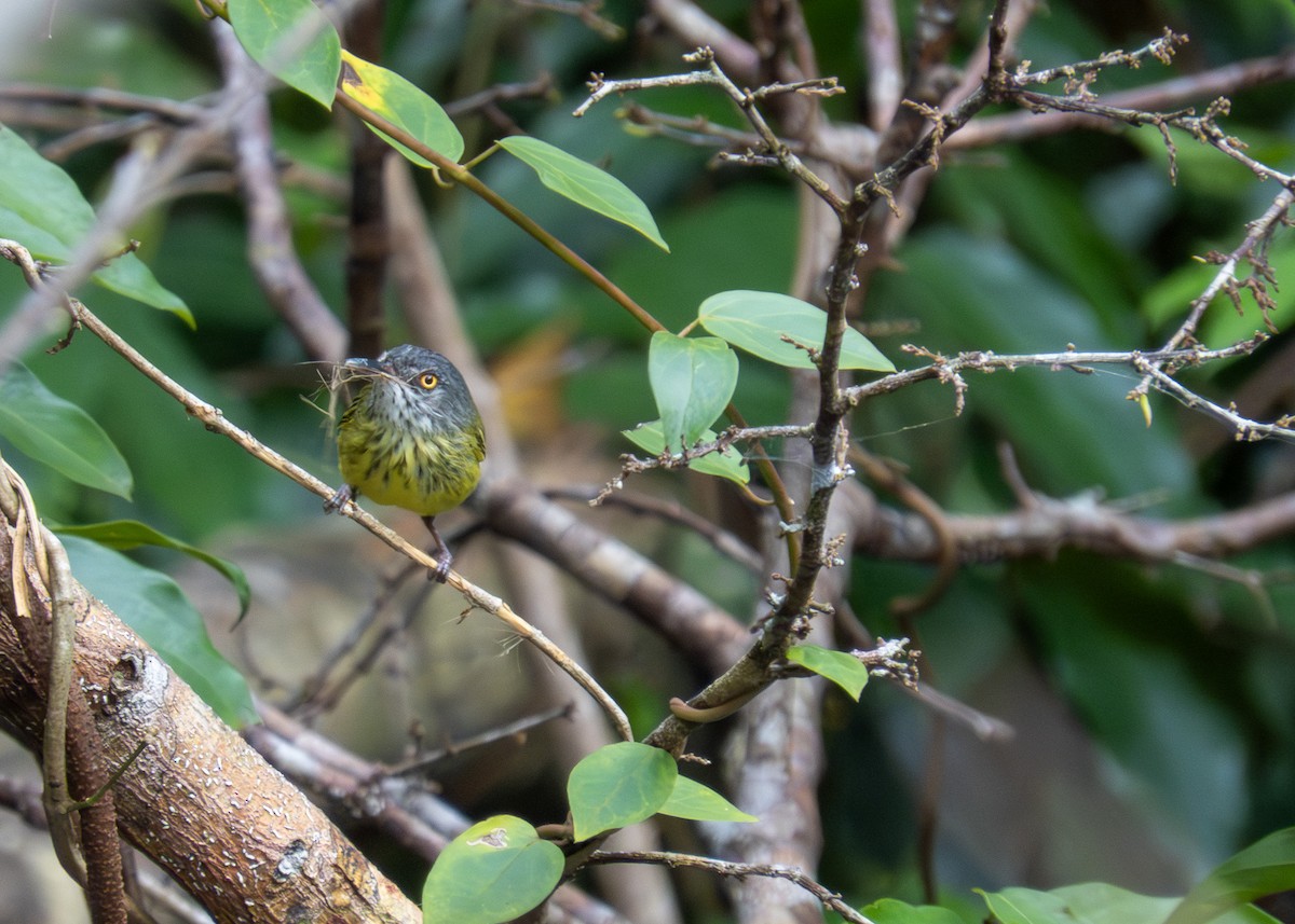 Spotted Tody-Flycatcher - ML646166923