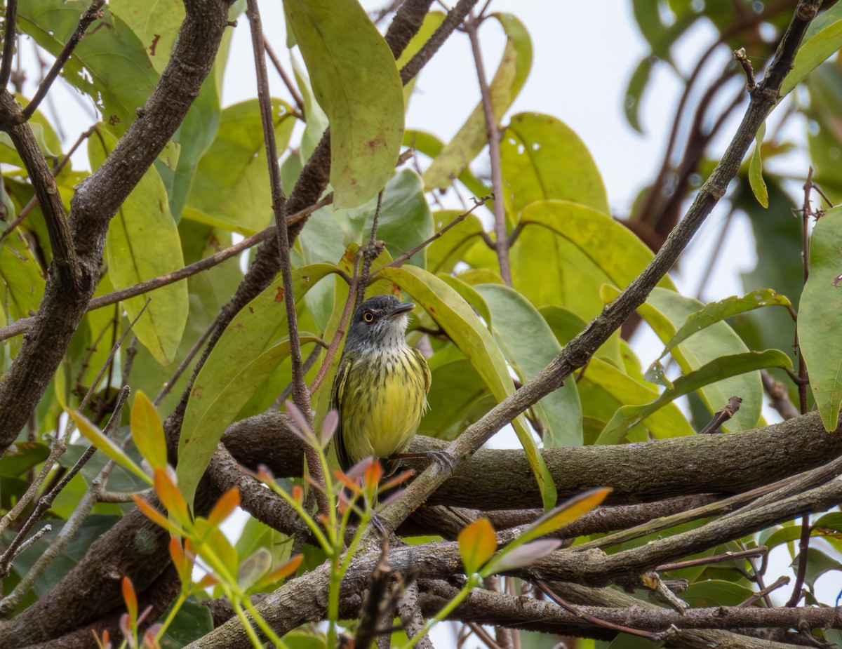 Spotted Tody-Flycatcher - ML646166924