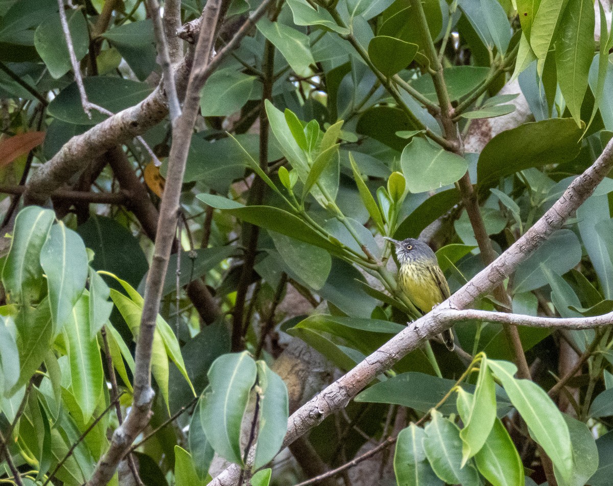 Spotted Tody-Flycatcher - ML646166925