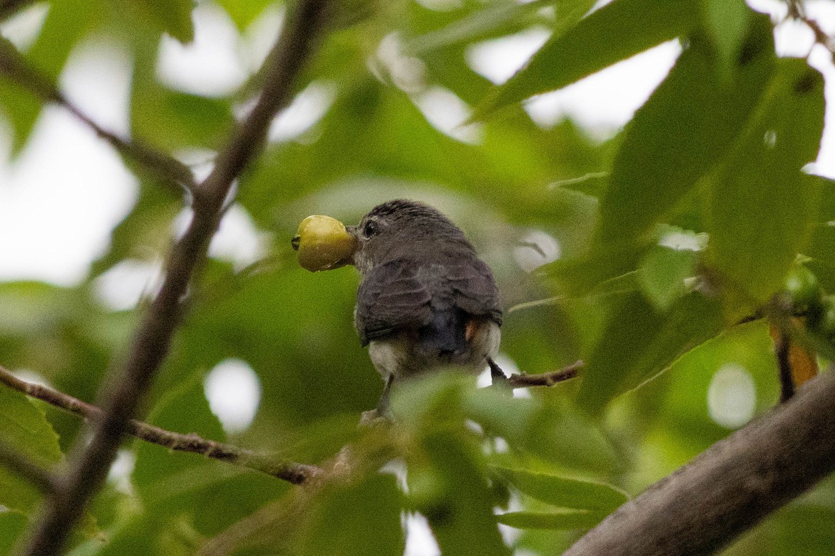 Mistletoebird - ML646166926