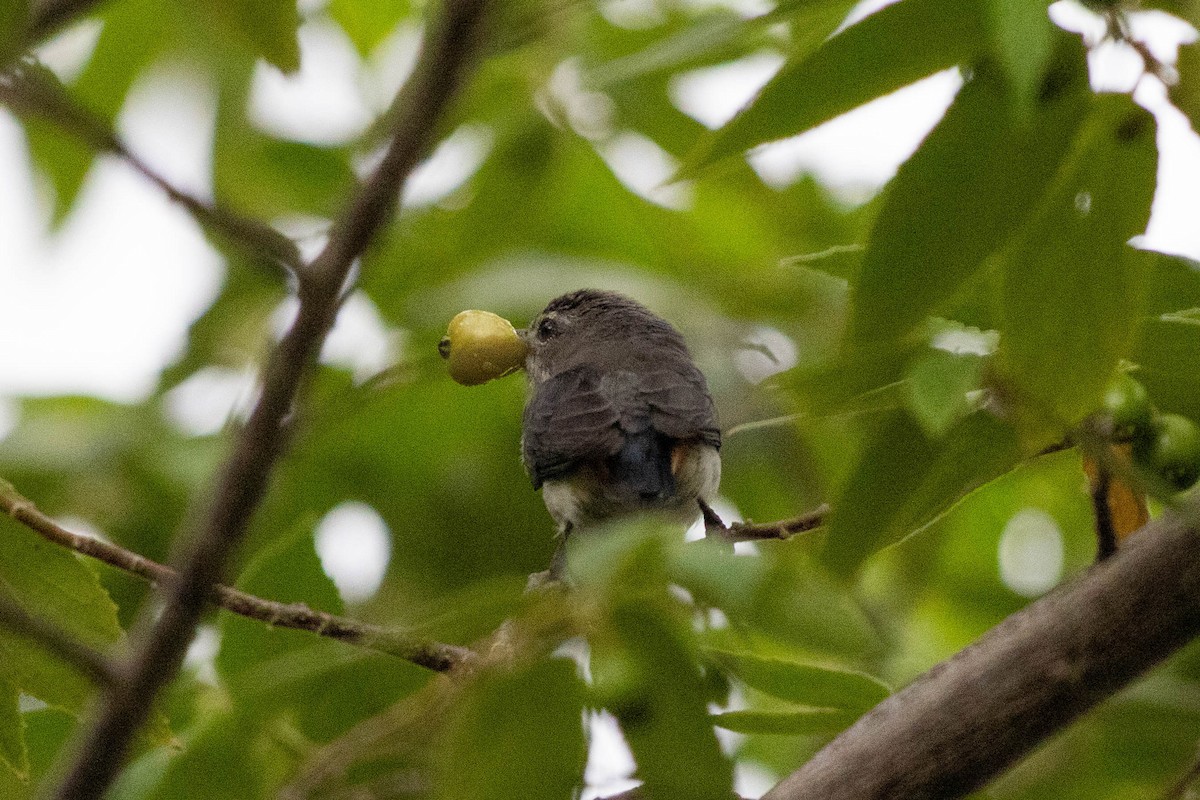 Mistletoebird - ML646166927