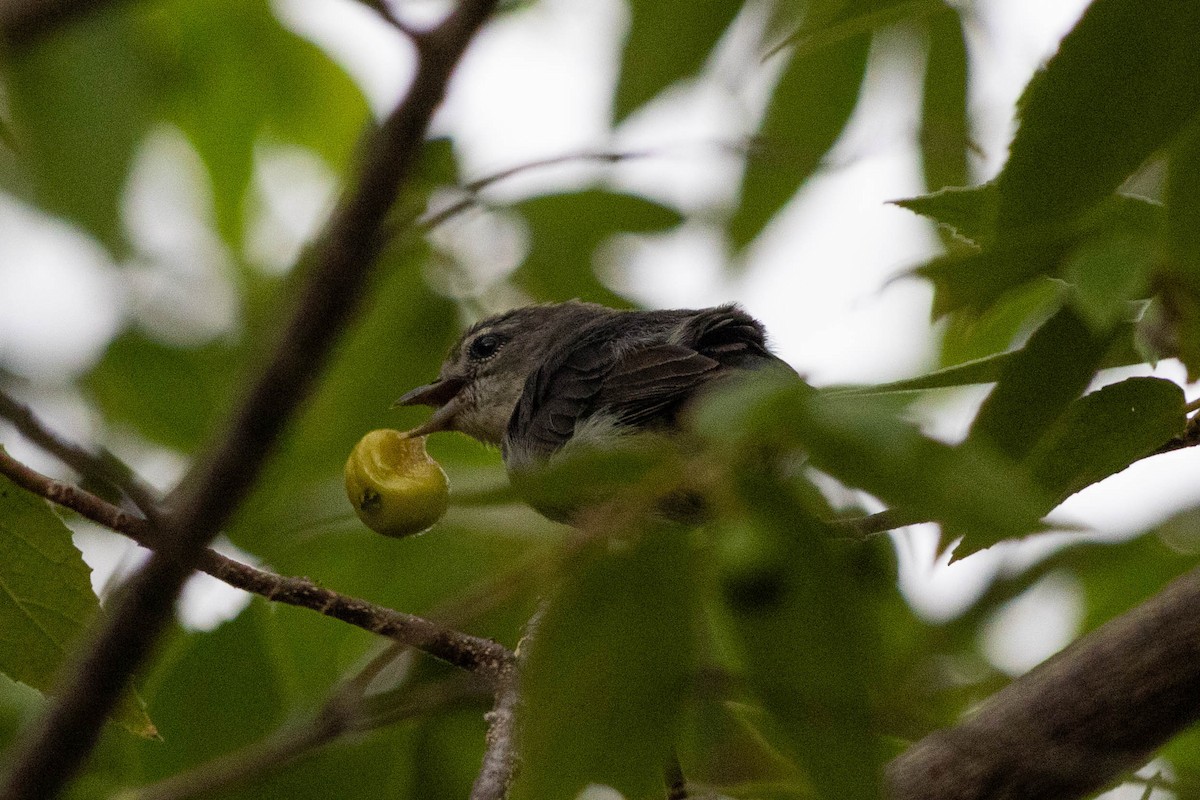 Mistletoebird - ML646166928