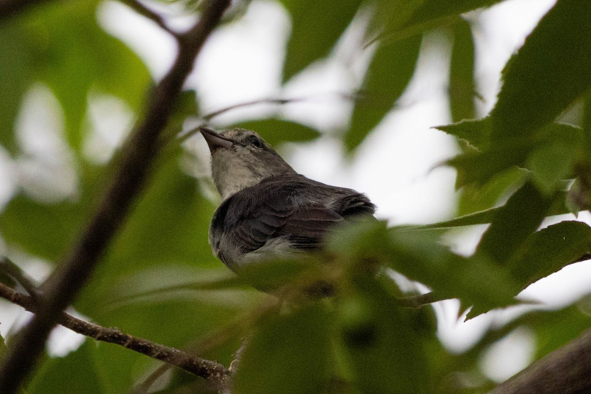 Mistletoebird - ML646166929