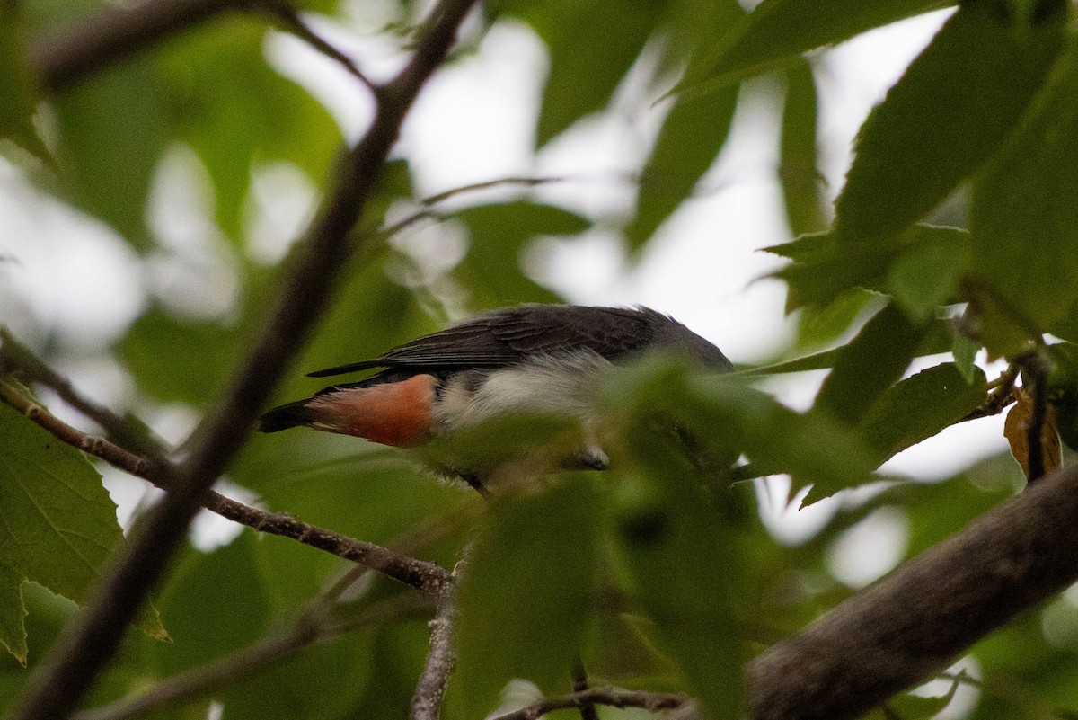 Mistletoebird - ML646166930