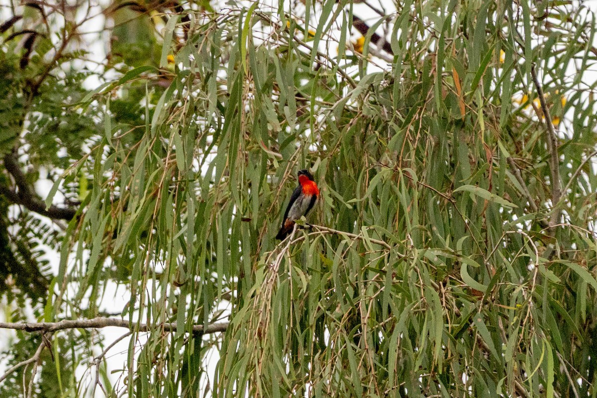 Mistletoebird - ML646166931