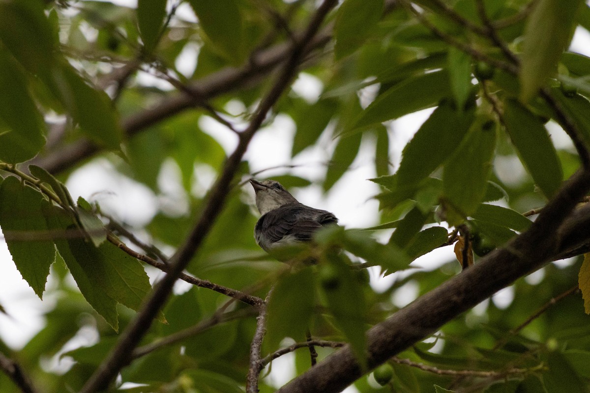 Mistletoebird - ML646166932