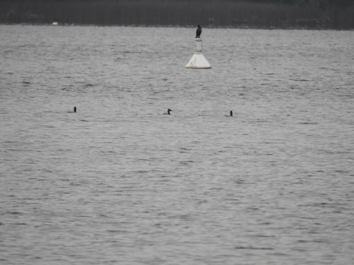 Büyük Elmabaş - ML646166933