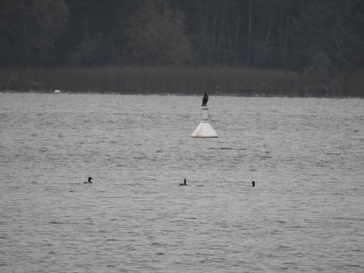 Büyük Elmabaş - ML646166939