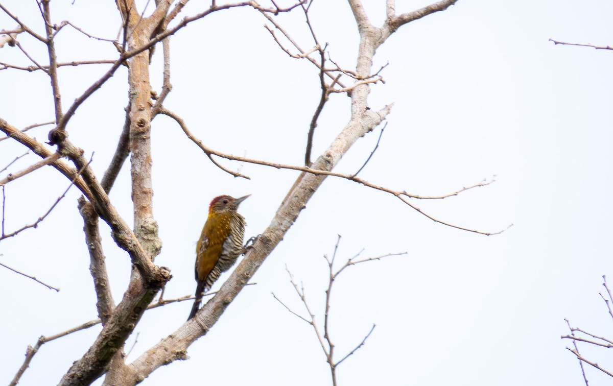 Golden-collared Woodpecker - ML646166944