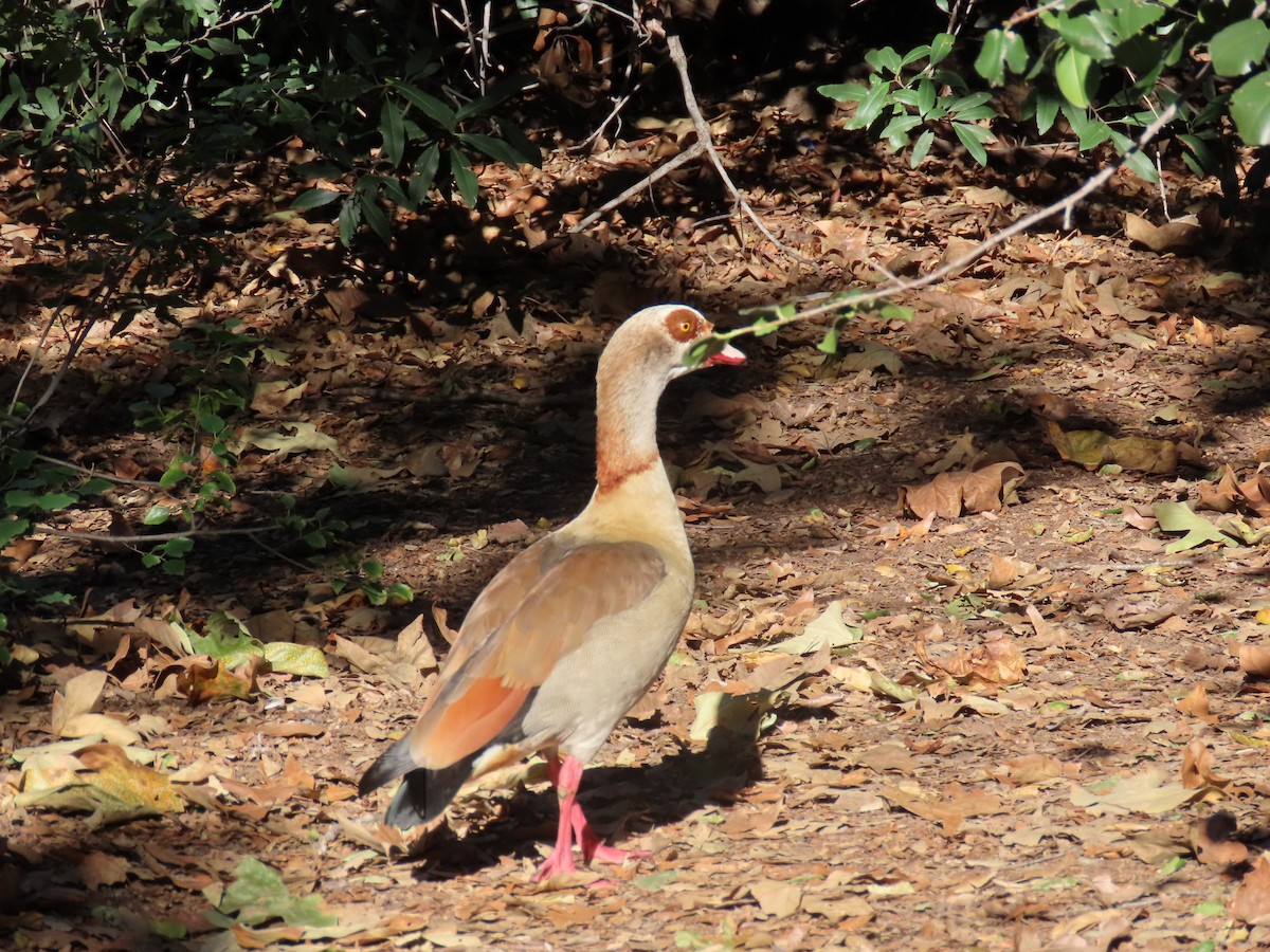 Egyptian Goose - ML646166945