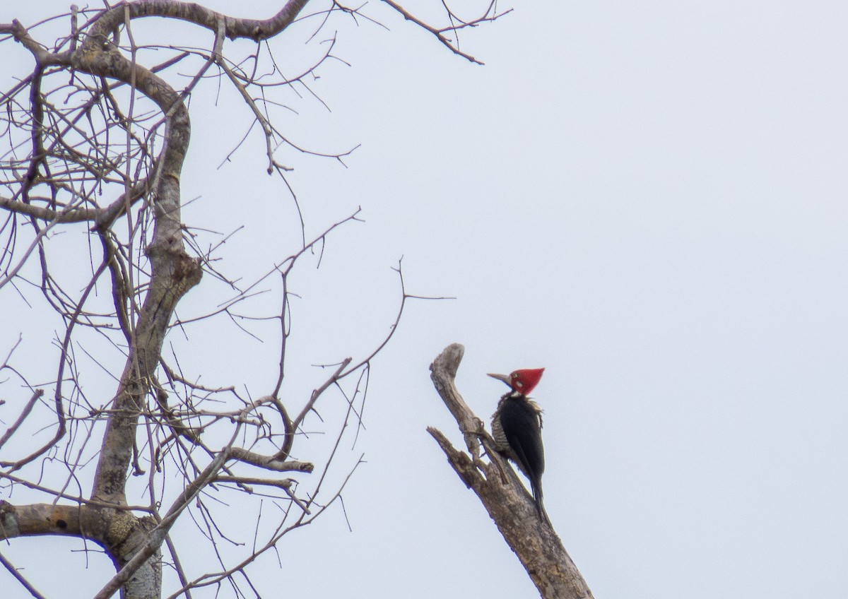 Crimson-crested Woodpecker - ML646166949