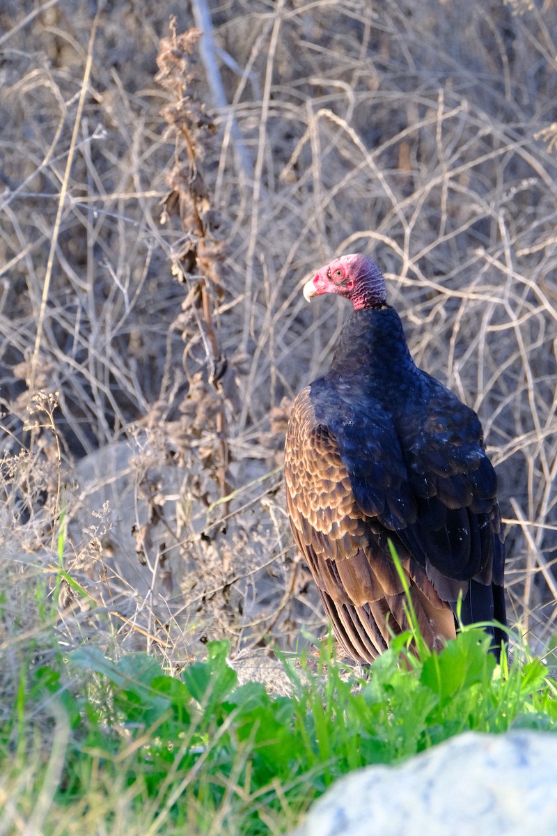 Urubu à tête rouge - ML646166955