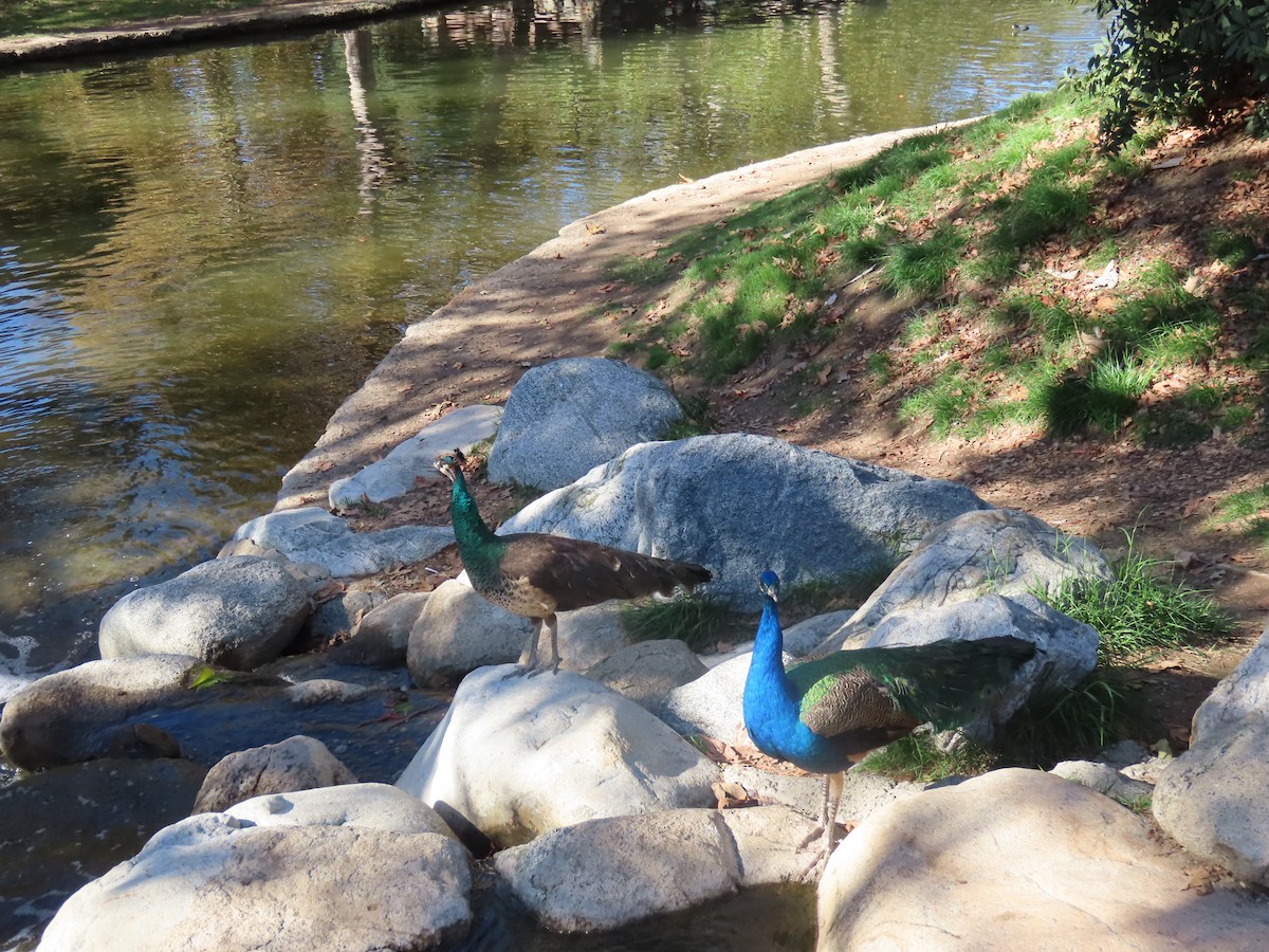 Indian Peafowl (Domestic type) - ML646166965
