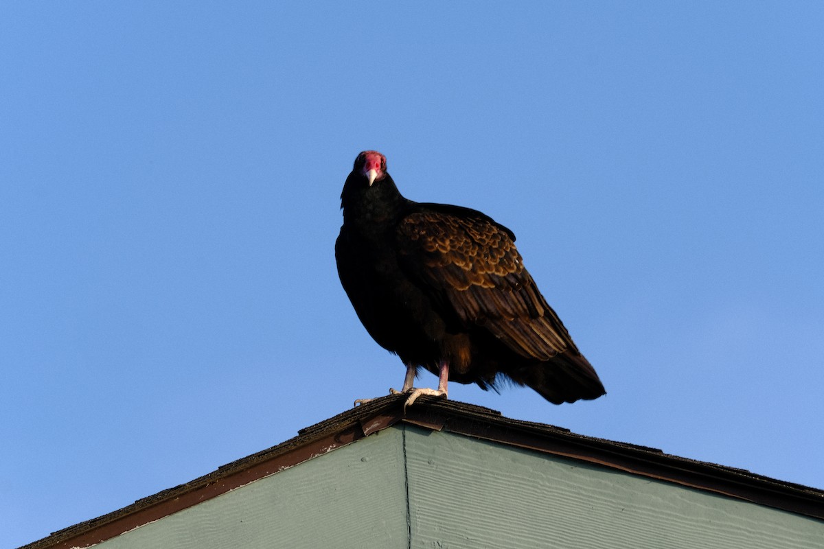 Urubu à tête rouge - ML646166967