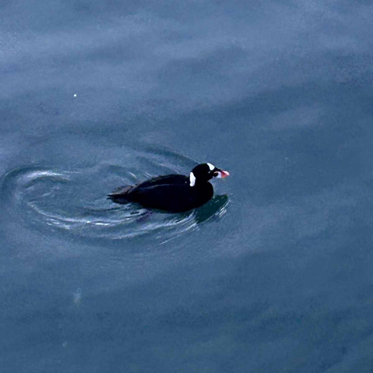 Surf Scoter - ML646166972