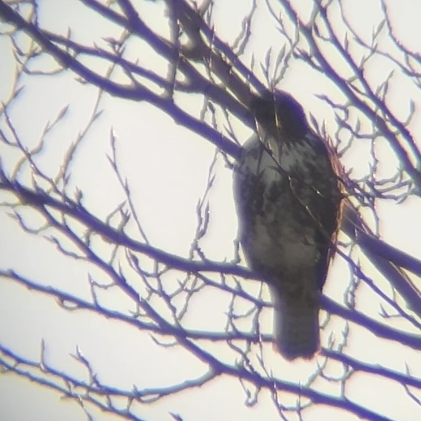 Red-tailed Hawk - ML646166978