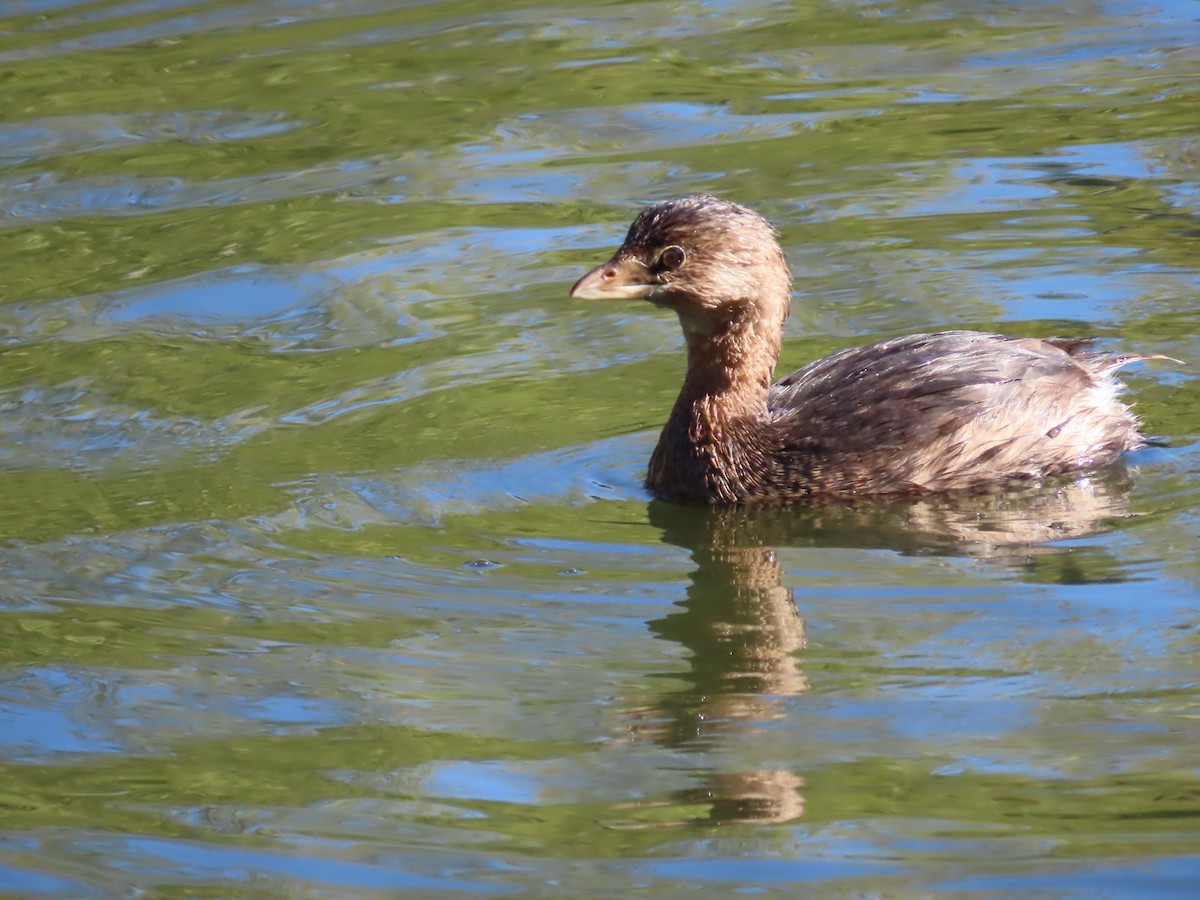 Pied-billed Grebe - ML646166979