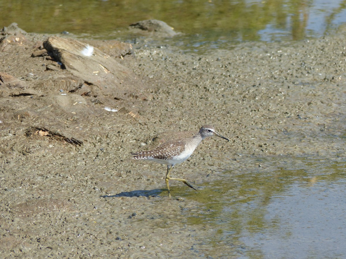 vodouš bahenní - ML646166980
