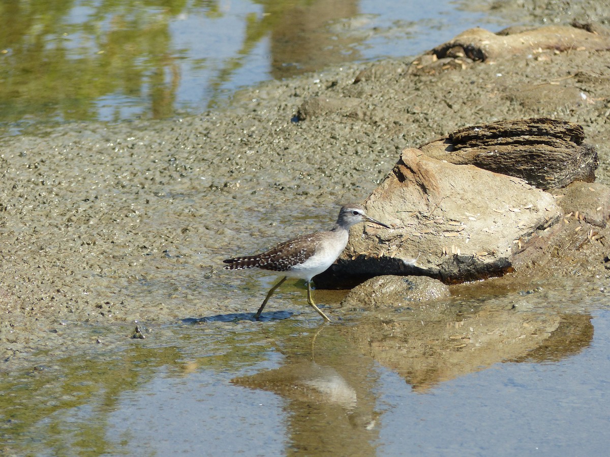 vodouš bahenní - ML646166981