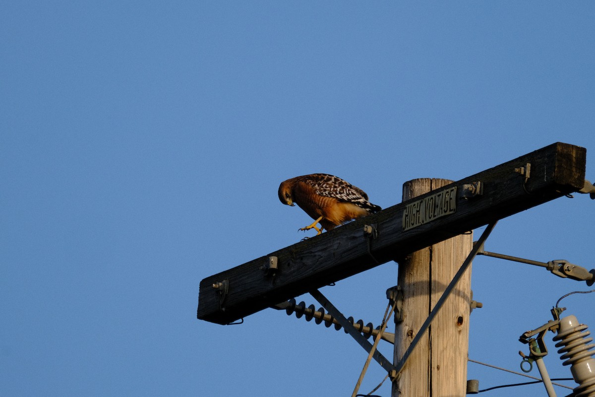 káně páskovaná - ML646166983