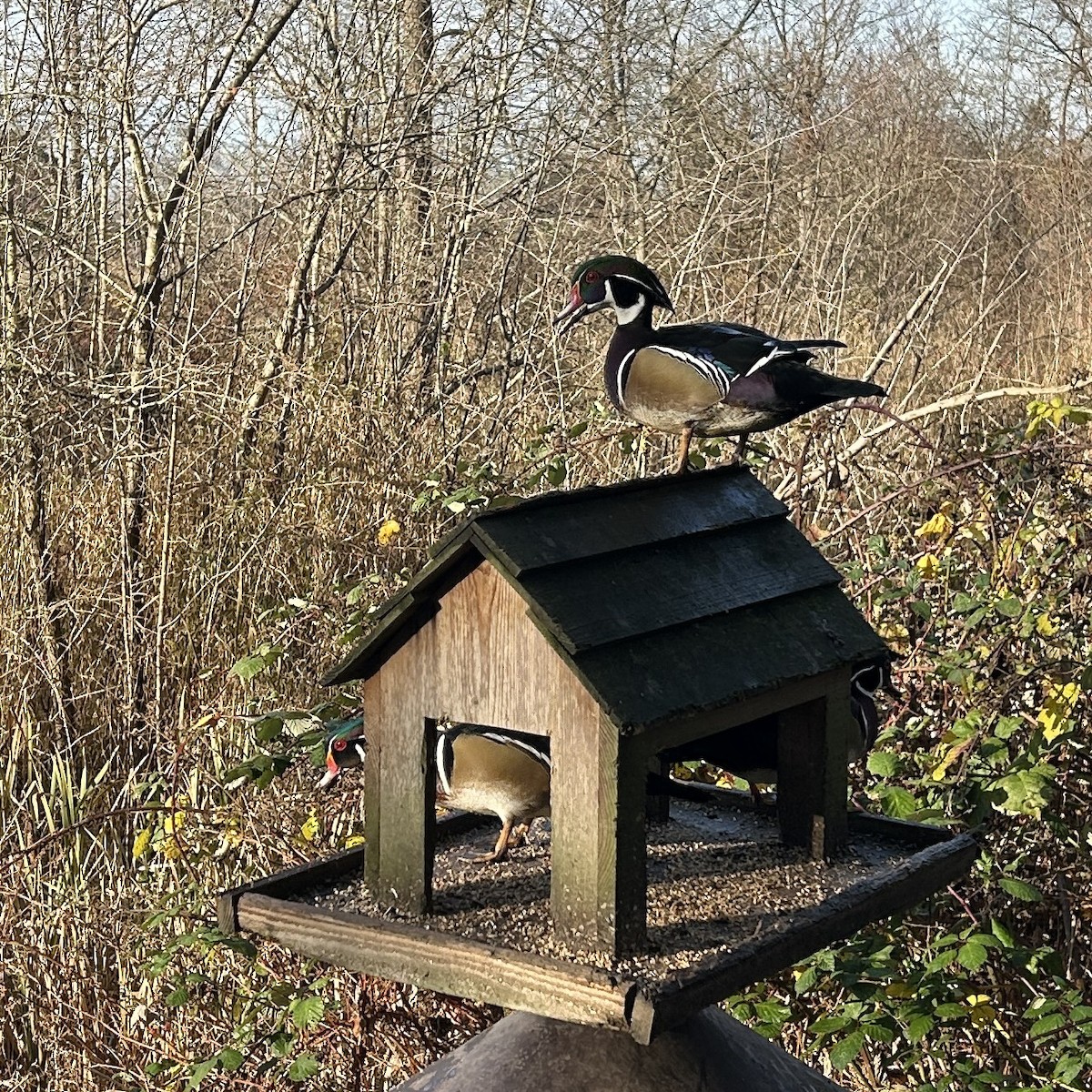 Wood Duck - ML646166991