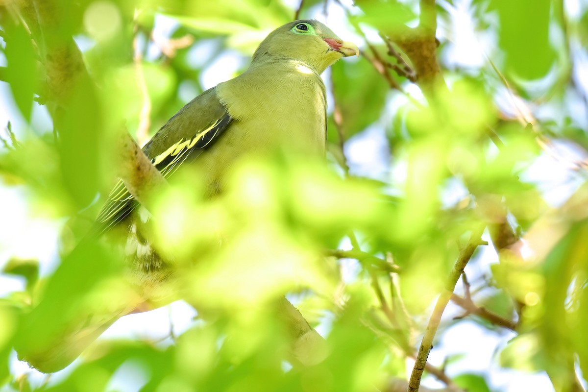 Papageischnabel-Grüntaube - ML646166992