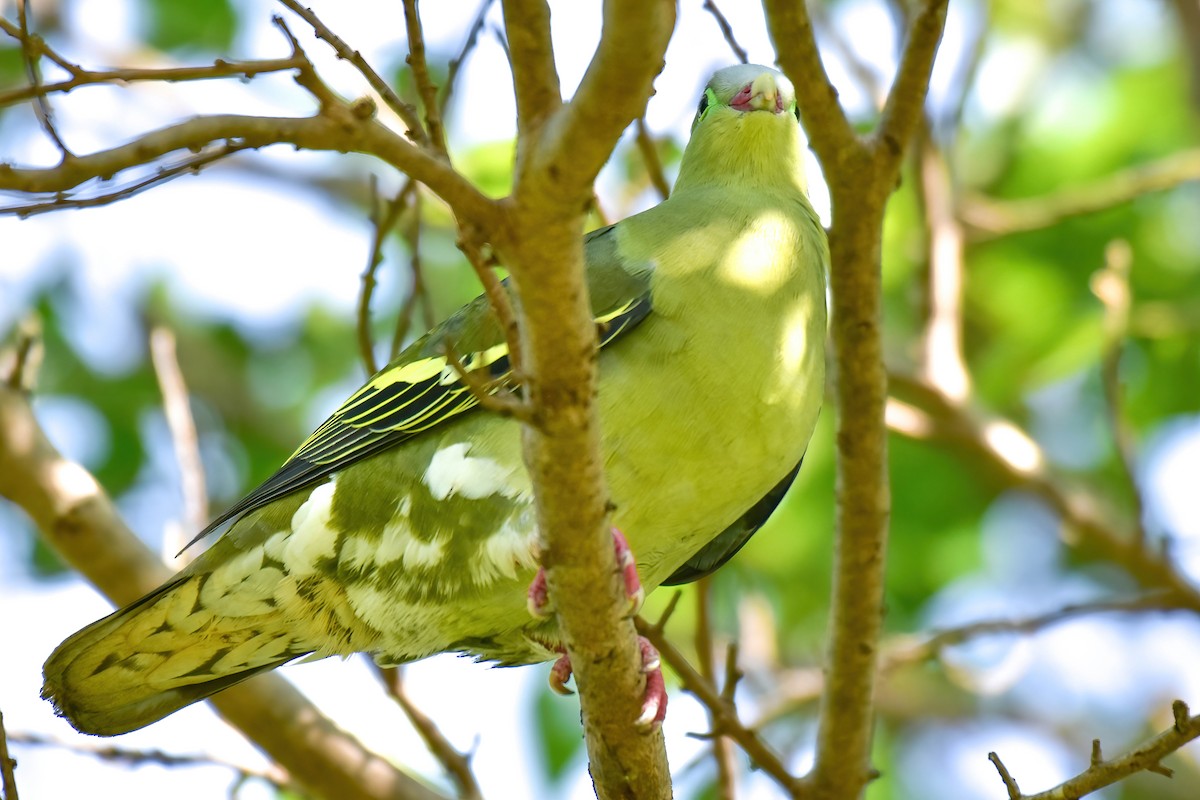 Papageischnabel-Grüntaube - ML646166993