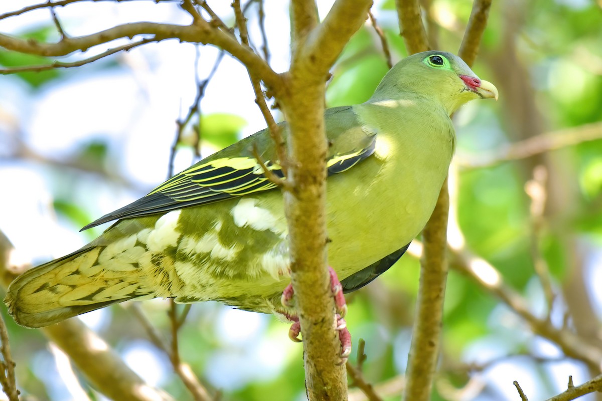 Papageischnabel-Grüntaube - ML646166994