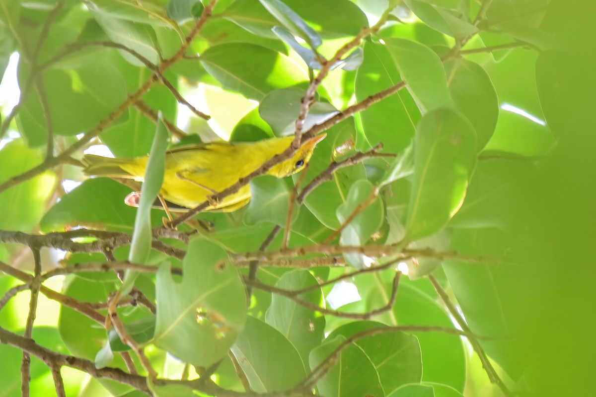 Goldscheitel-Laubsänger - ML646166997