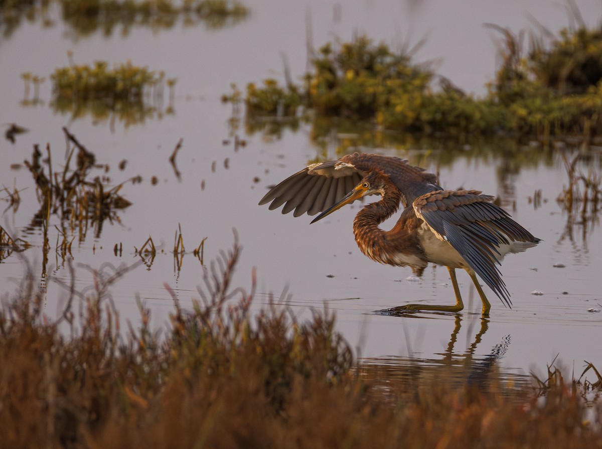 Tricolored Heron - ML646166999